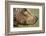 Brown Bear, Katmai National Park, Alaska-null-Framed Photographic Print