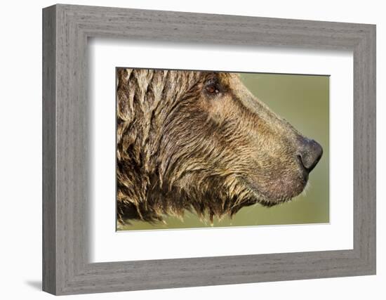 Brown Bear, Katmai National Park, Alaska-null-Framed Photographic Print