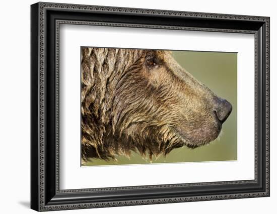 Brown Bear, Katmai National Park, Alaska-null-Framed Photographic Print