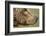 Brown Bear, Katmai National Park, Alaska-null-Framed Photographic Print