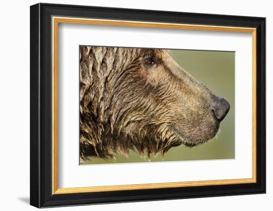 Brown Bear, Katmai National Park, Alaska-null-Framed Photographic Print