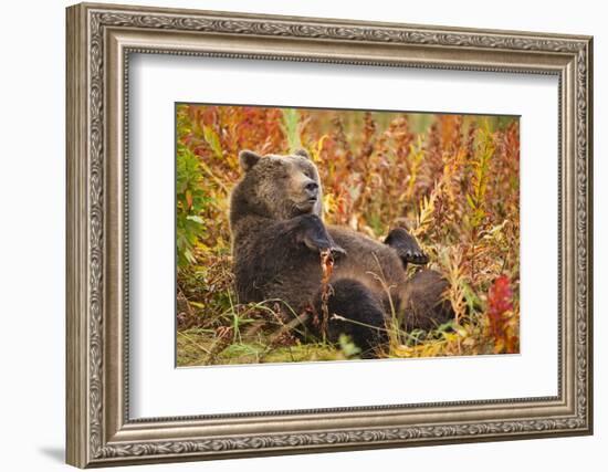 Brown Bear, Katmai National Park, Alaska-null-Framed Photographic Print