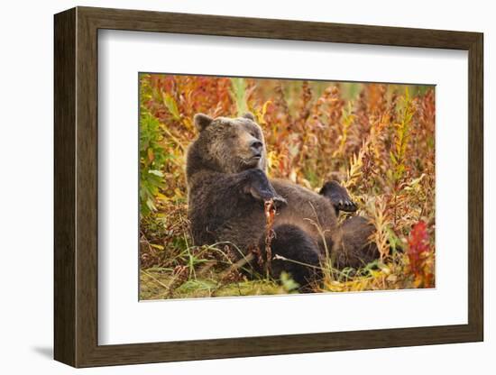 Brown Bear, Katmai National Park, Alaska-null-Framed Photographic Print