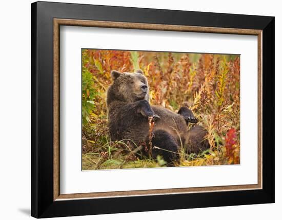 Brown Bear, Katmai National Park, Alaska-null-Framed Photographic Print