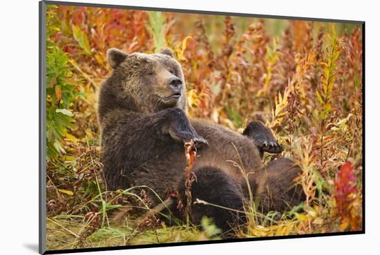 Brown Bear, Katmai National Park, Alaska-null-Mounted Photographic Print