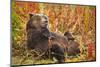 Brown Bear, Katmai National Park, Alaska-null-Mounted Photographic Print