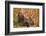 Brown Bear, Katmai National Park, Alaska-null-Framed Photographic Print