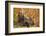 Brown Bear, Katmai National Park, Alaska-null-Framed Photographic Print