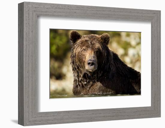 Brown Bear, Katmai National Park, Alaska-null-Framed Photographic Print