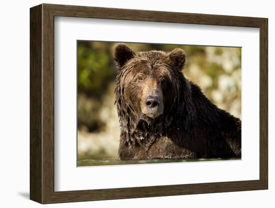 Brown Bear, Katmai National Park, Alaska-null-Framed Photographic Print