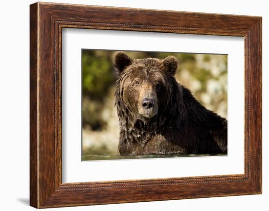 Brown Bear, Katmai National Park, Alaska-null-Framed Photographic Print