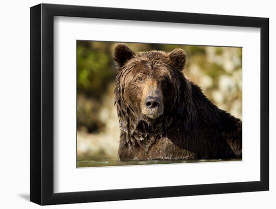 Brown Bear, Katmai National Park, Alaska-null-Framed Photographic Print