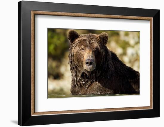 Brown Bear, Katmai National Park, Alaska-null-Framed Photographic Print