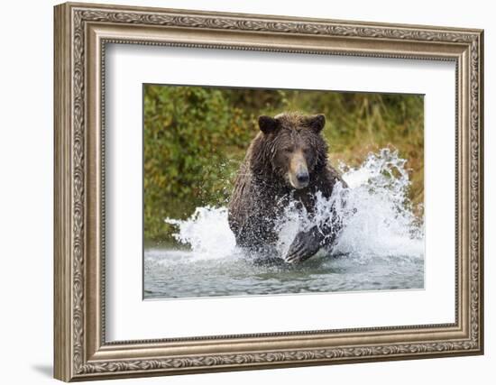 Brown Bear, Katmai National Park, Alaska-Paul Souders-Framed Photographic Print