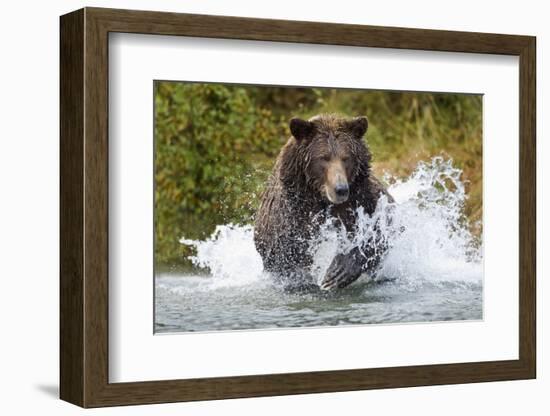 Brown Bear, Katmai National Park, Alaska-Paul Souders-Framed Photographic Print