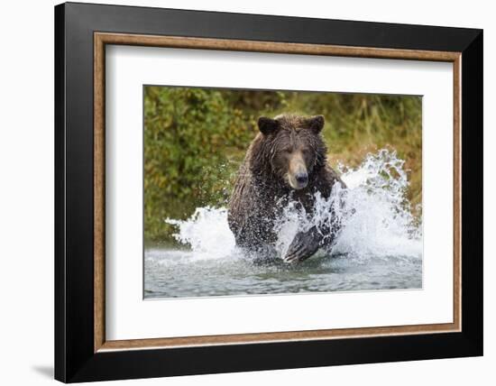 Brown Bear, Katmai National Park, Alaska-Paul Souders-Framed Photographic Print