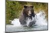 Brown Bear, Katmai National Park, Alaska-Paul Souders-Mounted Photographic Print