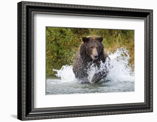 Brown Bear, Katmai National Park, Alaska-Paul Souders-Framed Photographic Print