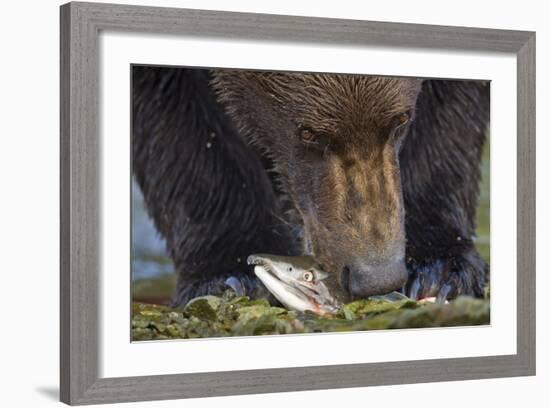 Brown Bear, Katmai National Park, Alaska-Paul Souders-Framed Photographic Print