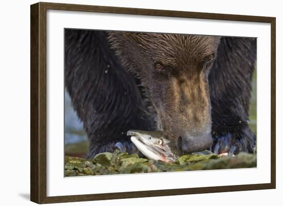 Brown Bear, Katmai National Park, Alaska-Paul Souders-Framed Photographic Print