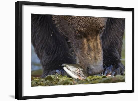 Brown Bear, Katmai National Park, Alaska-Paul Souders-Framed Photographic Print