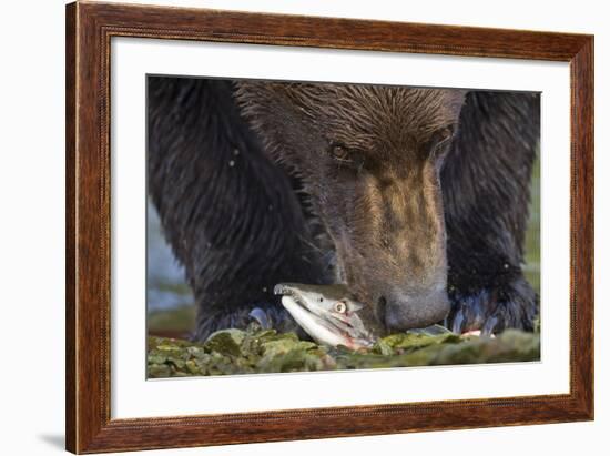 Brown Bear, Katmai National Park, Alaska-Paul Souders-Framed Photographic Print