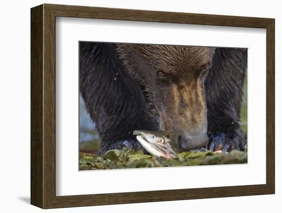 Brown Bear, Katmai National Park, Alaska-Paul Souders-Framed Photographic Print