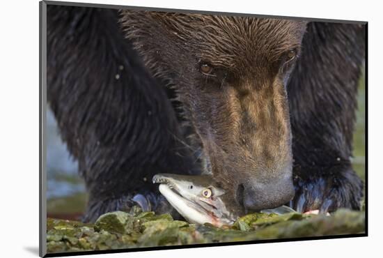 Brown Bear, Katmai National Park, Alaska-Paul Souders-Mounted Photographic Print