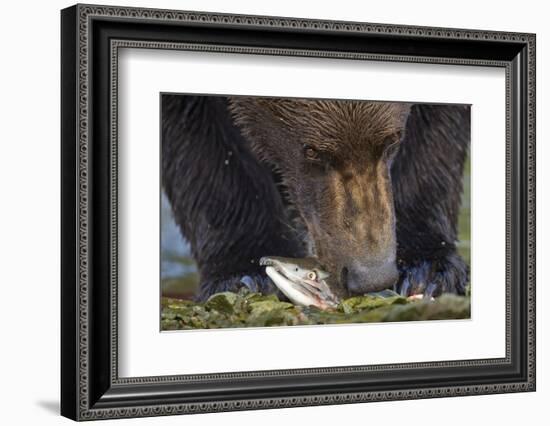 Brown Bear, Katmai National Park, Alaska-Paul Souders-Framed Photographic Print