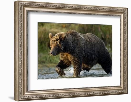 Brown Bear, Katmai National Park, Alaska-Paul Souders-Framed Photographic Print