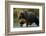 Brown Bear, Katmai National Park, Alaska-Paul Souders-Framed Photographic Print