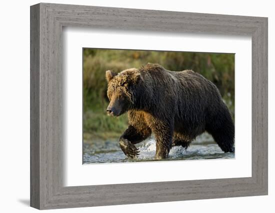 Brown Bear, Katmai National Park, Alaska-Paul Souders-Framed Photographic Print