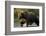 Brown Bear, Katmai National Park, Alaska-Paul Souders-Framed Photographic Print