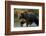 Brown Bear, Katmai National Park, Alaska-Paul Souders-Framed Photographic Print