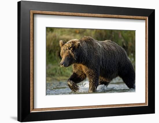 Brown Bear, Katmai National Park, Alaska-Paul Souders-Framed Photographic Print