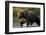 Brown Bear, Katmai National Park, Alaska-Paul Souders-Framed Photographic Print