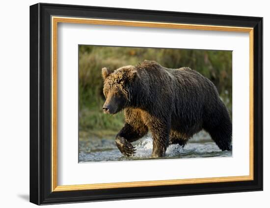 Brown Bear, Katmai National Park, Alaska-Paul Souders-Framed Photographic Print