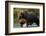 Brown Bear, Katmai National Park, Alaska-Paul Souders-Framed Photographic Print