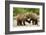 Brown Bear, Katmai National Park, Alaska-Paul Souders-Framed Photographic Print