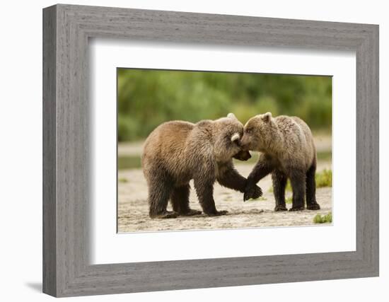 Brown Bear, Katmai National Park, Alaska-Paul Souders-Framed Photographic Print