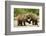 Brown Bear, Katmai National Park, Alaska-Paul Souders-Framed Photographic Print