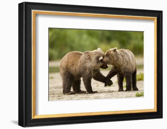 Brown Bear, Katmai National Park, Alaska-Paul Souders-Framed Photographic Print