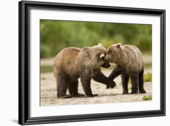 Brown Bear, Katmai National Park, Alaska-Paul Souders-Framed Photographic Print