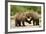 Brown Bear, Katmai National Park, Alaska-Paul Souders-Framed Photographic Print