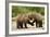 Brown Bear, Katmai National Park, Alaska-Paul Souders-Framed Photographic Print