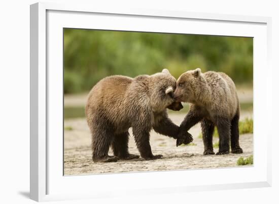 Brown Bear, Katmai National Park, Alaska-Paul Souders-Framed Photographic Print