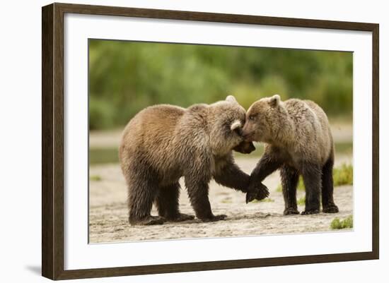 Brown Bear, Katmai National Park, Alaska-Paul Souders-Framed Photographic Print