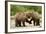 Brown Bear, Katmai National Park, Alaska-Paul Souders-Framed Photographic Print