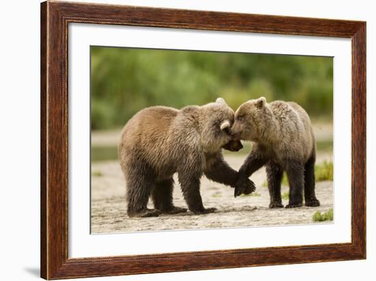 Brown Bear, Katmai National Park, Alaska-Paul Souders-Framed Photographic Print