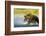 Brown Bear, Katmai National Park, Alaska-Paul Souders-Framed Photographic Print